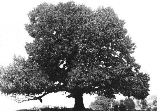 Chestnut1.jpg